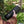 Electric Coffee Travel Mug black V2 - 355ml held in hand outdoors with lush green background.