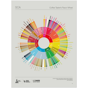 English - The Coffee Taster's Flavor Wheel Poster - SCA ESPRESSO GEAR